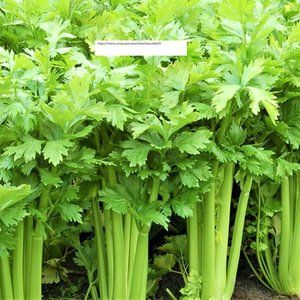 Tall Utah 52 Celery Seeds - NON-GMO - Vegetable Seeds - BOGO